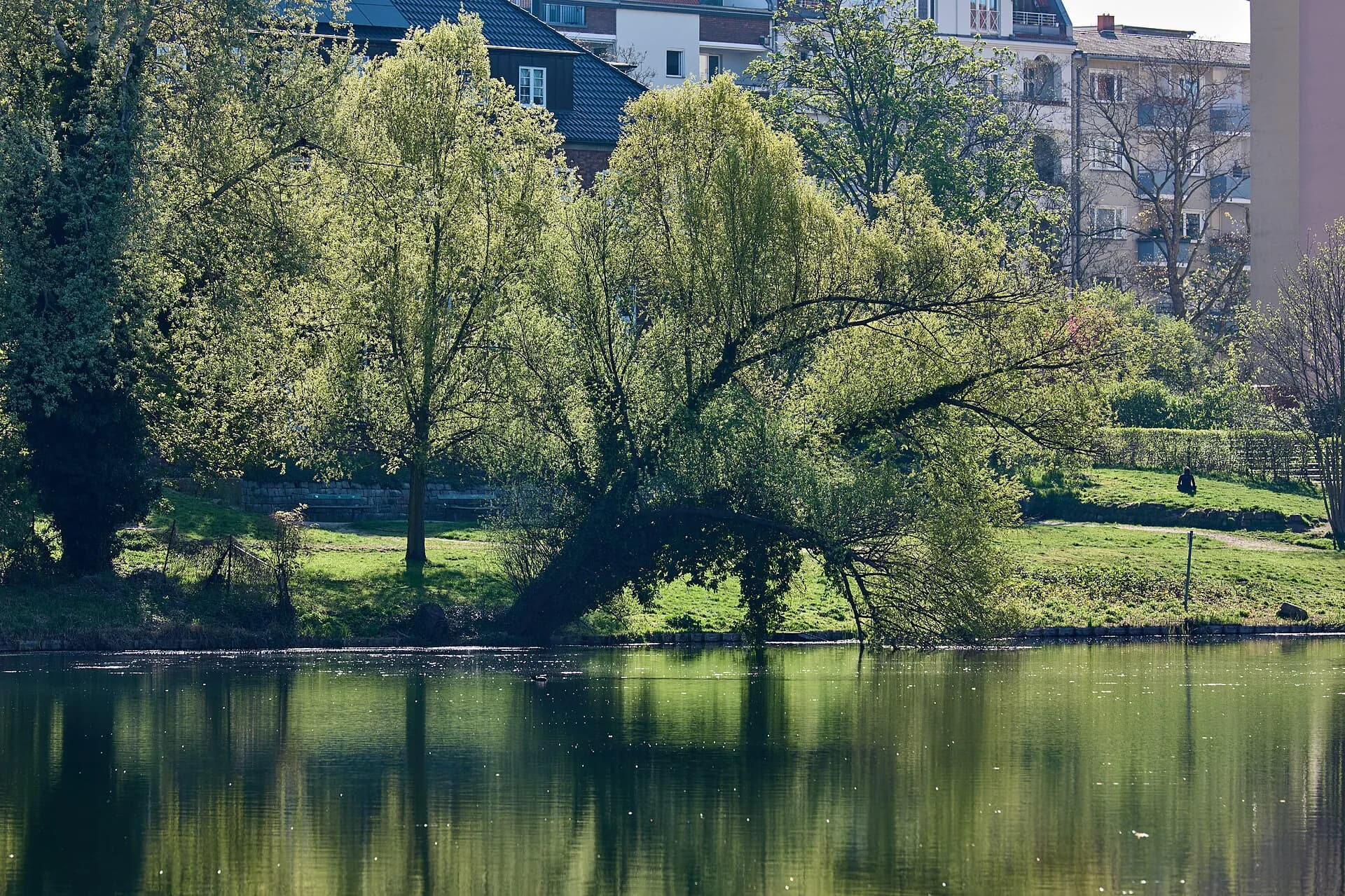 Bäume am Wasser im Lietzenseepark